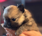 Szpic miniaturowy pomeranian Radomsko - zdjęcie 3