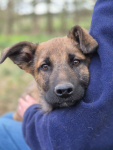 Melek - trzymiesięczny, nieśmiały SZCZENIAK adopcja Olsztyn - zdjęcie 5