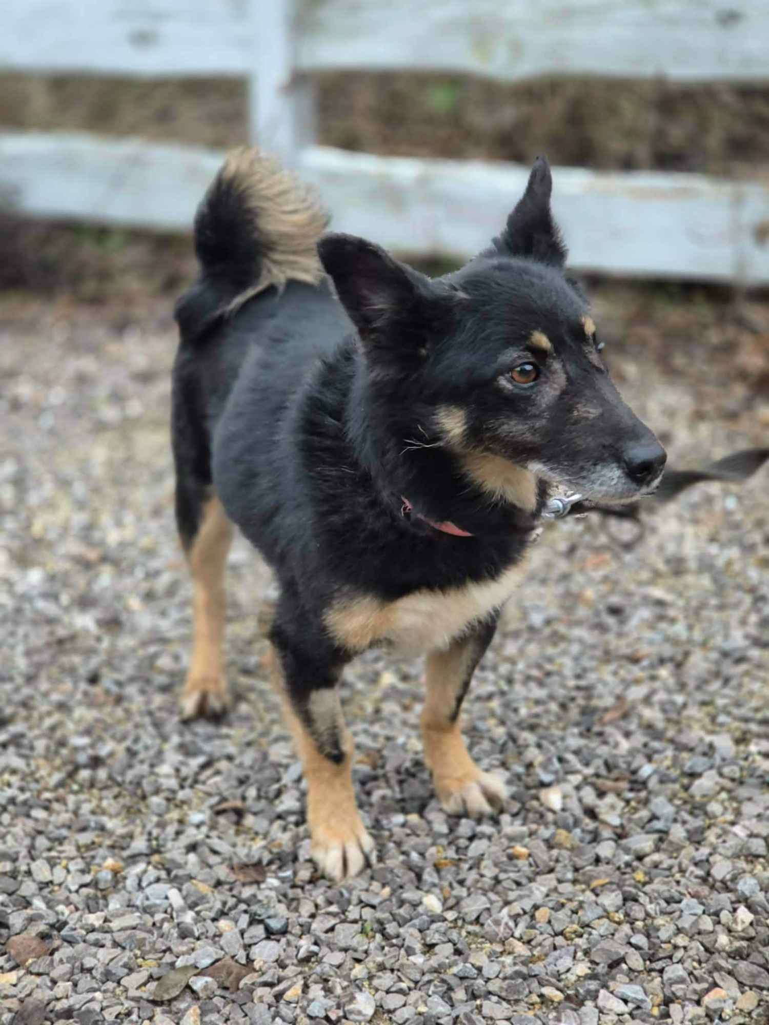 Józia - nakolankowa, wesoła sunia szuka domu! Olsztyn - zdjęcie 4