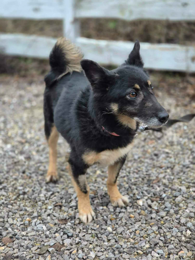 Józia - nakolankowa, wesoła sunia szuka domu! Olsztyn - zdjęcie 4