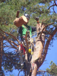 Ścinka drzew, ścinka sekcyjna prace alpinistyczne Słupsk - zdjęcie 2