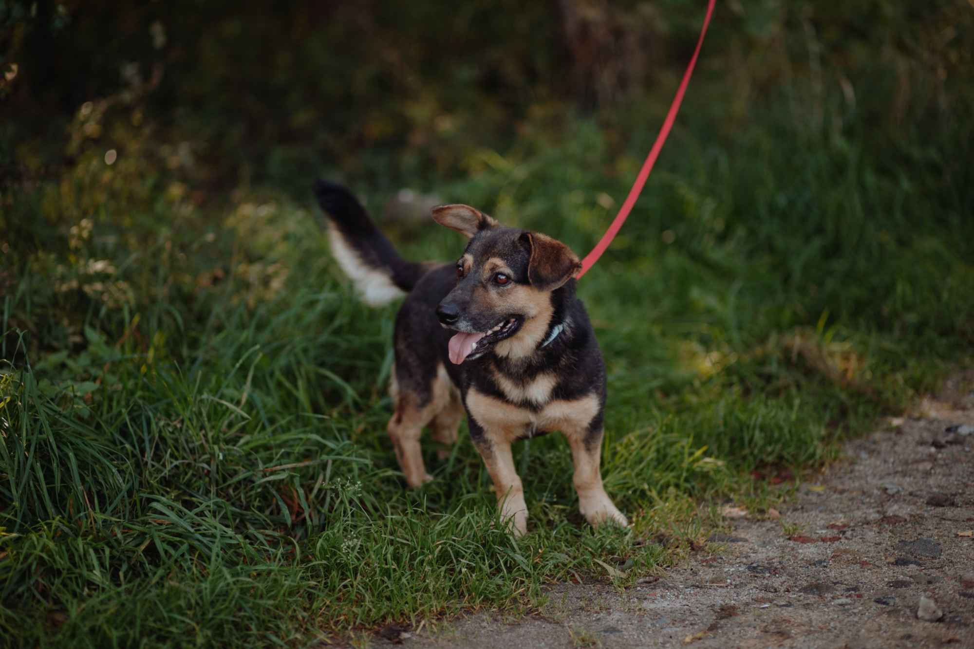 Baloo - niskopodłogowy wesołek szuka domu! Olsztyn - zdjęcie 3