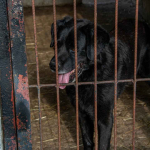 Turbo kontaktowy, piękny pies w typie labradora szuka kochającego domu Polesie - zdjęcie 8