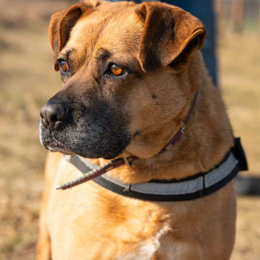 Aza - wesoła, łagodna, rodzinna sunia! Olsztyn - zdjęcie 1