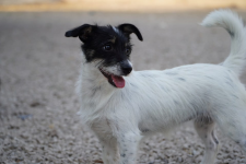 Hana nie prosi o wiele - tylko o miejsce w Twoim sercu ♥️🏡