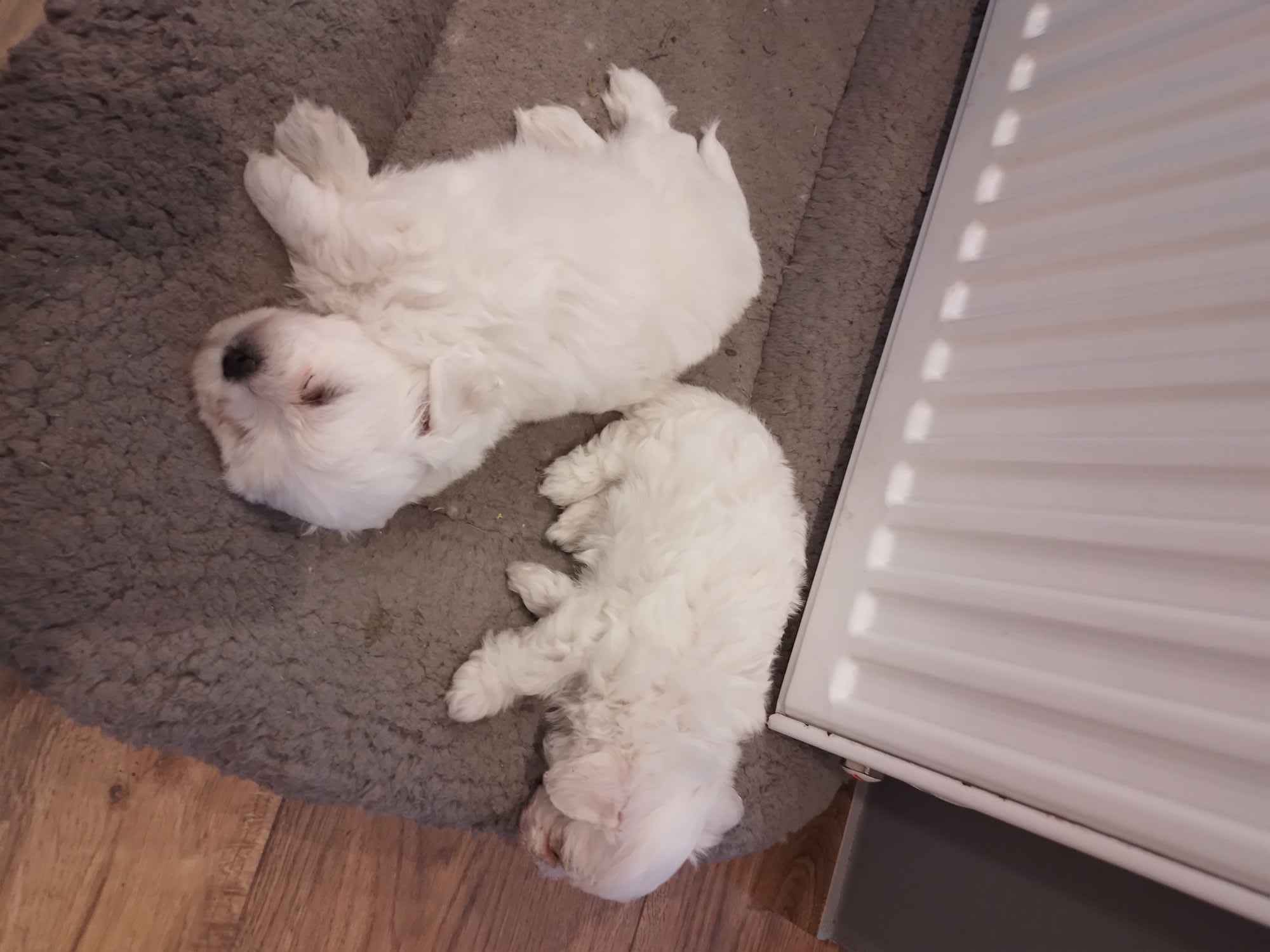 Maltańczyki szczeniaki Świdnik - zdjęcie 2