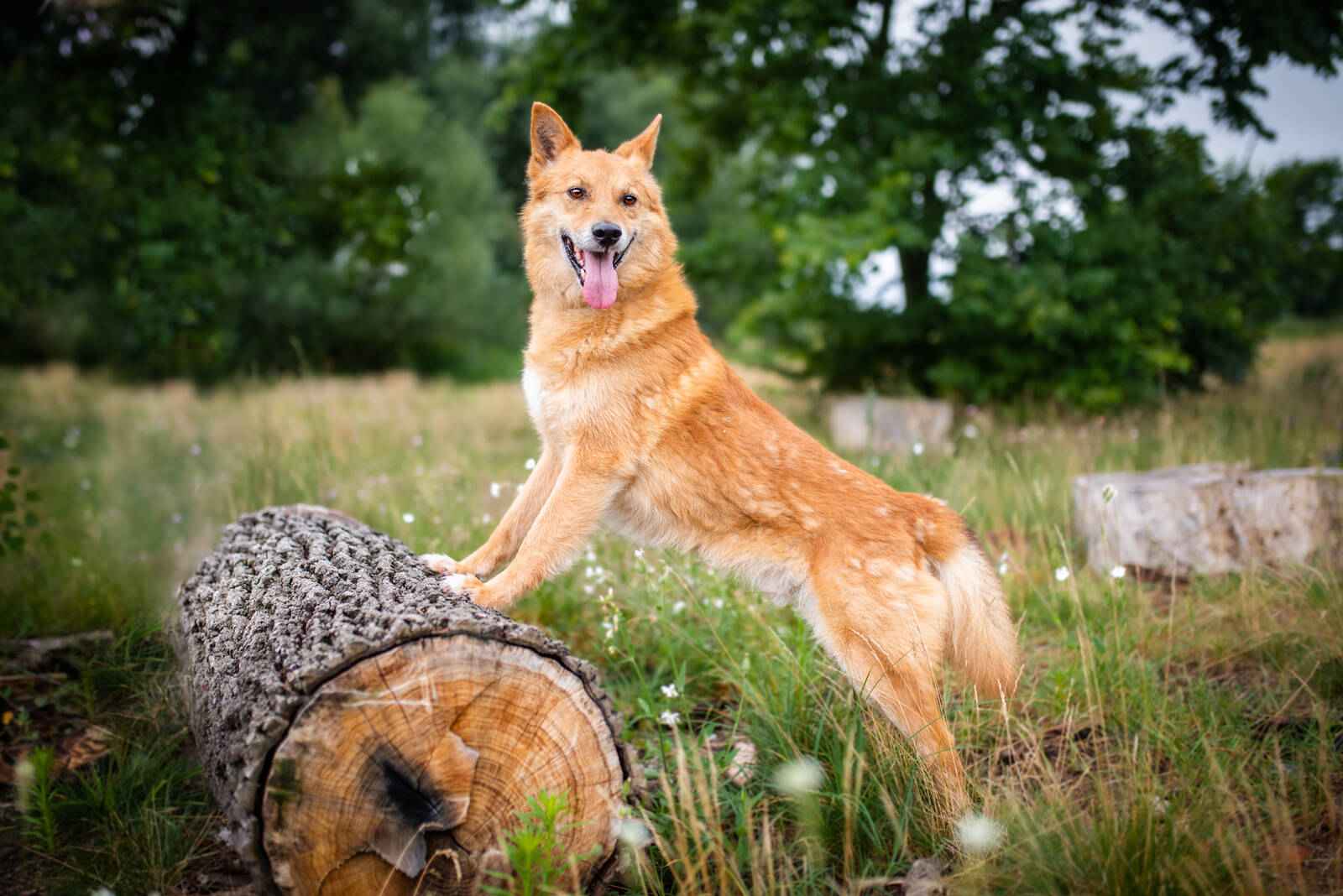 Wesoły, przepiękny Lisek szuka domu! Olsztyn - zdjęcie 3