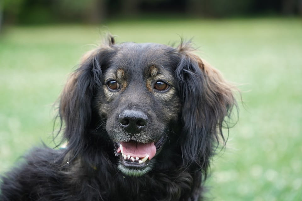 Nasz kochany Lokaj szuka domku, a nie pałacu 💔🏰 Łętkowice - zdjęcie 1