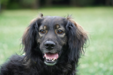 Nasz kochany Lokaj szuka domku, a nie pałacu 💔🏰