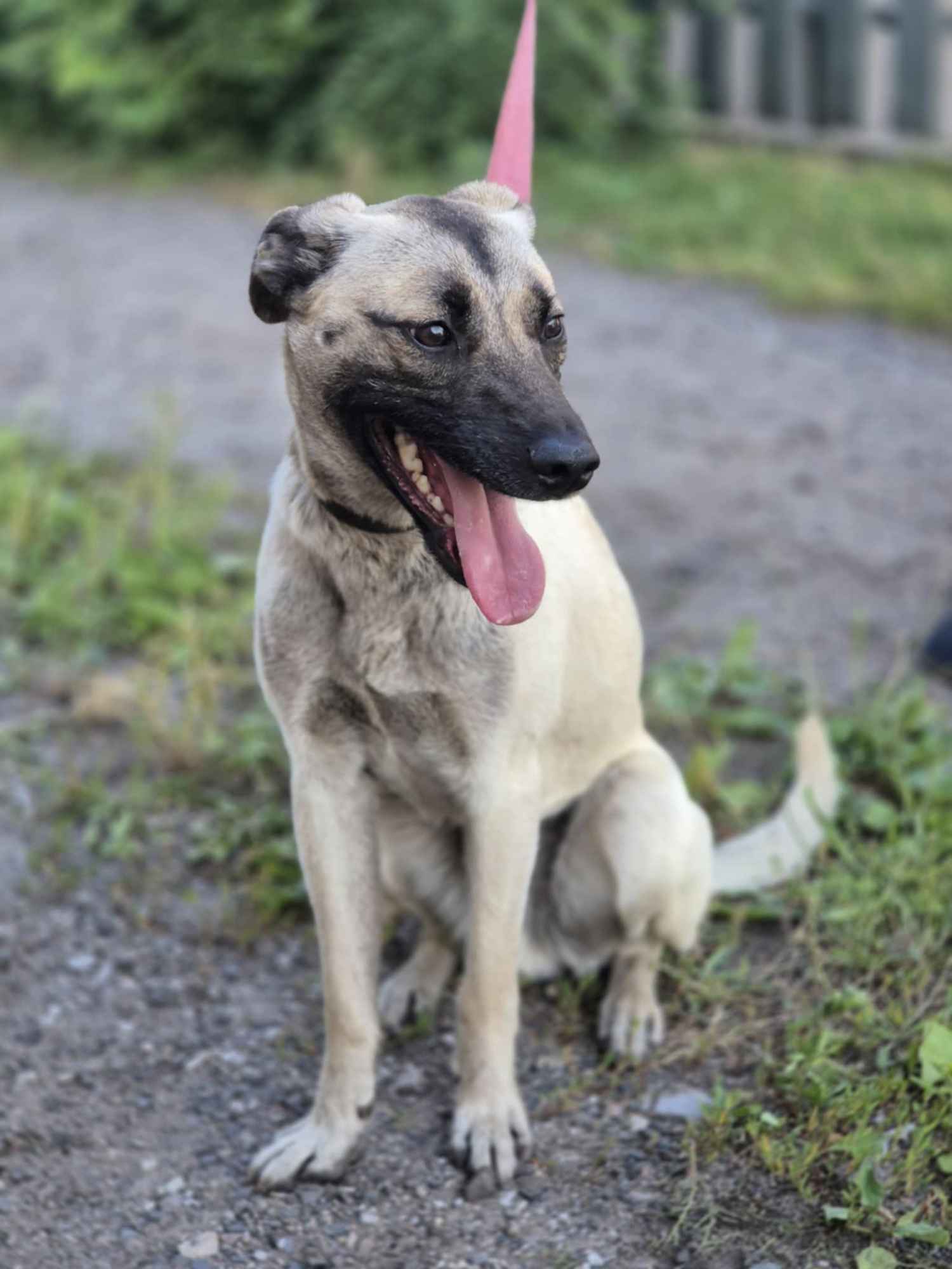 Bianko - domowy psiak zamknięty w piwnicy, pomocy! Olsztyn - zdjęcie 5