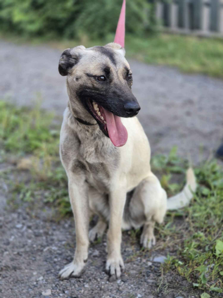 Bianko - domowy psiak zamknięty w piwnicy, pomocy! Olsztyn - zdjęcie 5