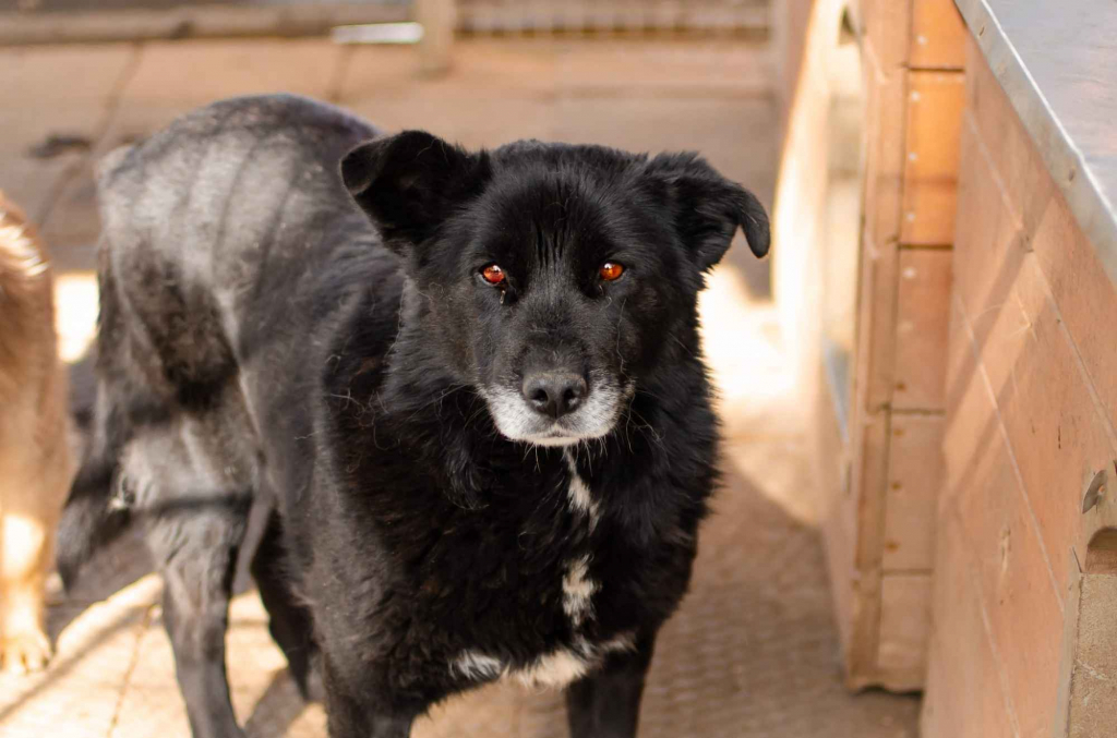 Cudowna, spokojna Bunia PILNIE szuka domu! Olsztyn - zdjęcie 4