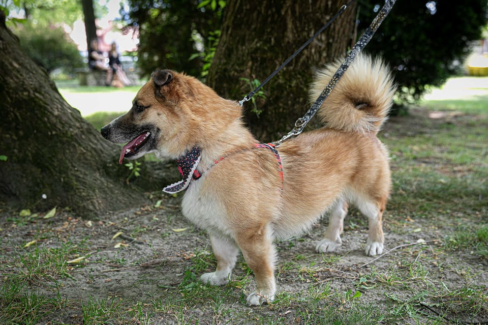 Lasso - psiak z sercem na łapce poleca się do adopcji! Łętkowice - zdjęcie 1
