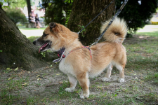 Lasso - psiak z sercem na łapce poleca się do adopcji!