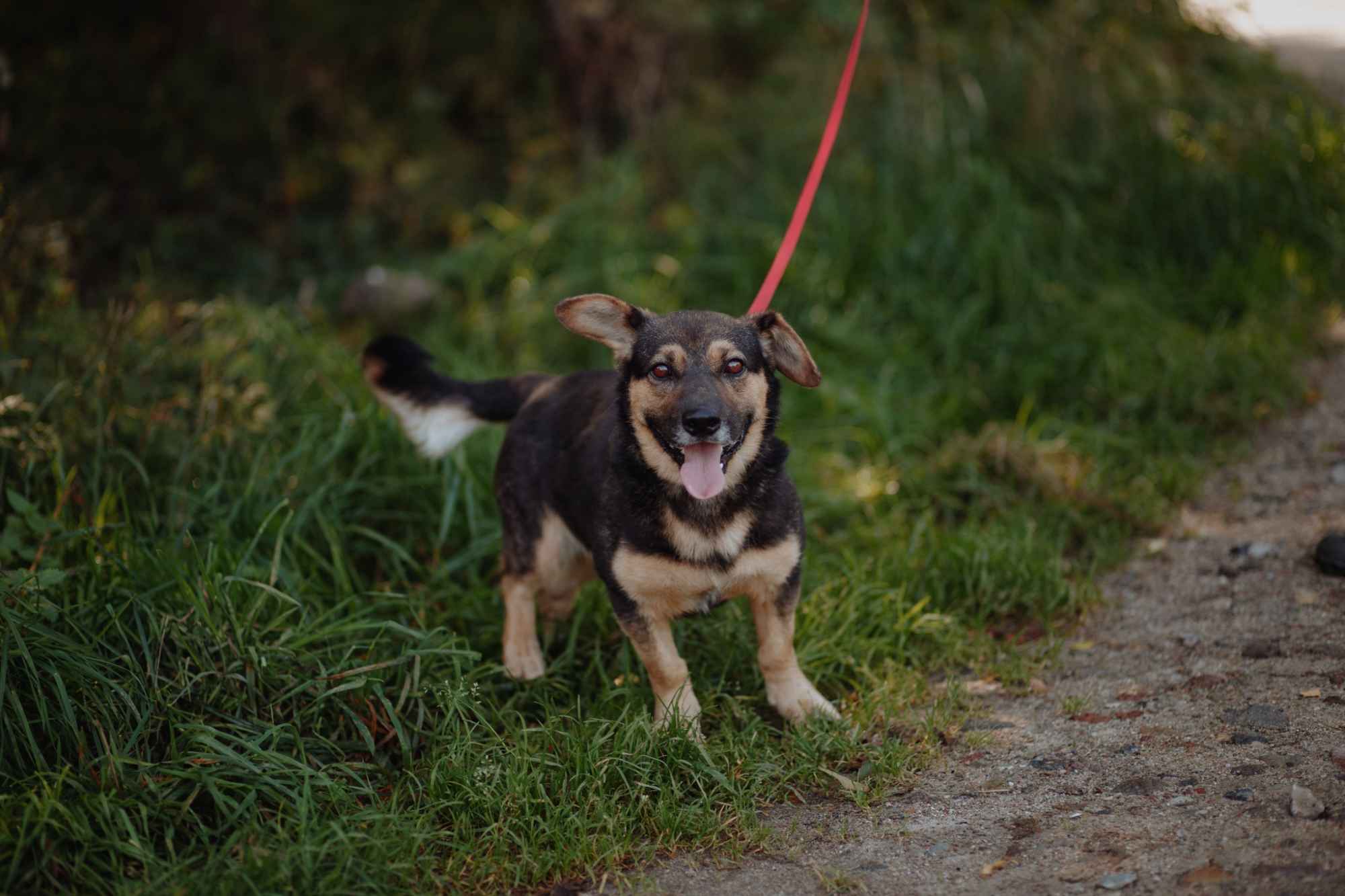 Niskopodłogowy, łagodny Baloo szuka domu! Olsztyn - zdjęcie 2