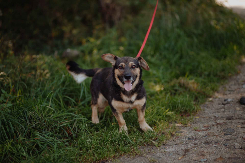 Niskopodłogowy, łagodny Baloo szuka domu! Olsztyn - zdjęcie 2