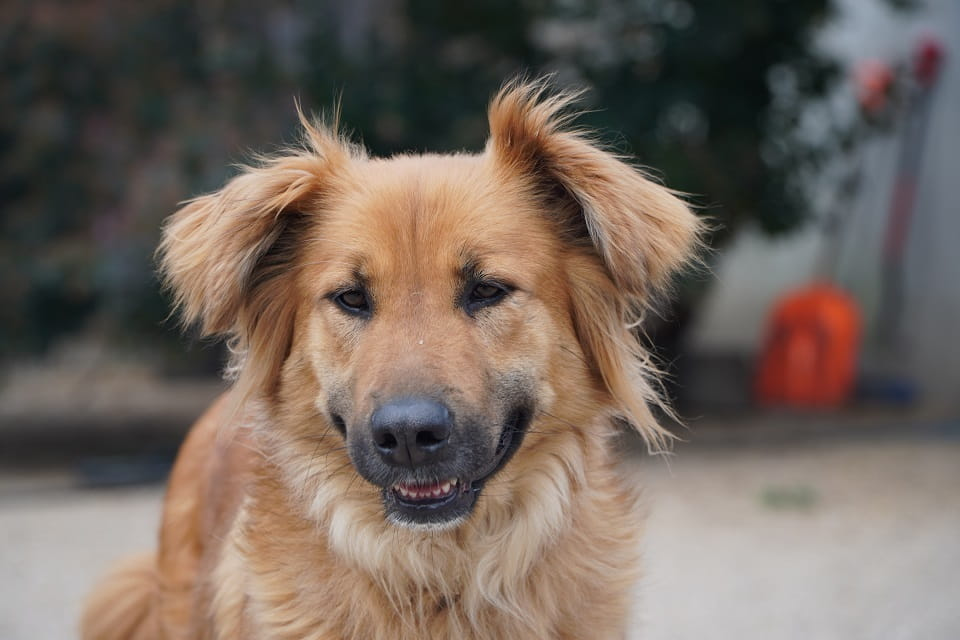 Malaga - zamiast łańcucha, serce pełne czułości Łętkowice - zdjęcie 1