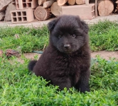 Dužy czarny szpic polecam rodowodowe ( pedigree FCI) szczenięta CZ