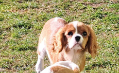 Chlopczyk blenheim Cavalier King Charles Spaniel do odbioru Zawiercie - zdjęcie 4