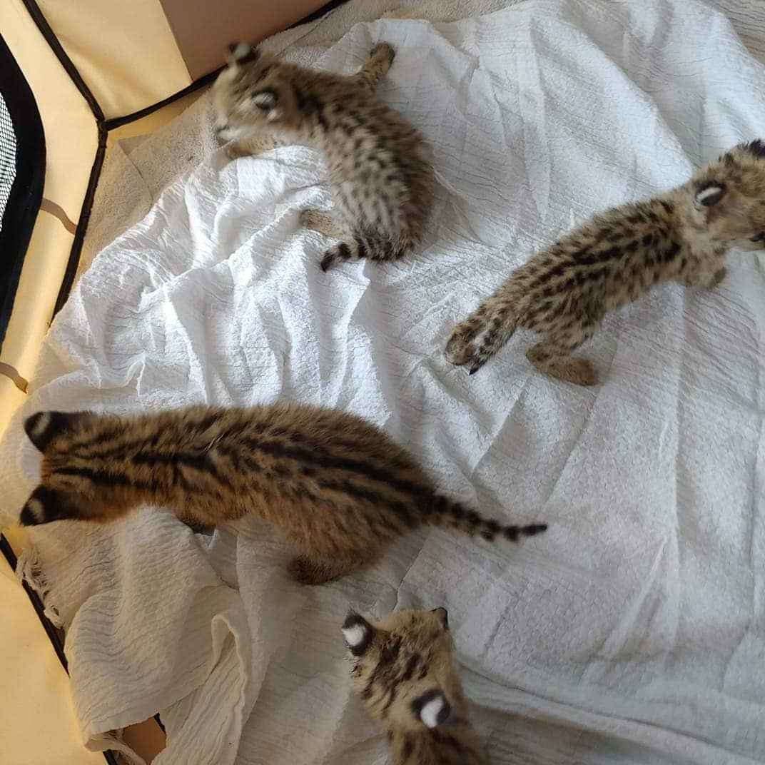 kocięta serwal dostępne na sprzedaż Bemowo - zdjęcie 4