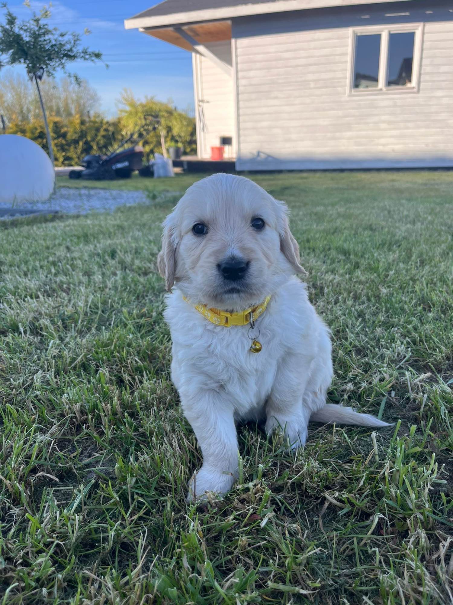 Szczeniaki Golden Retriever Góra - zdjęcie 6