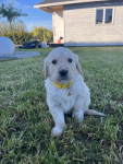 Szczeniaki Golden Retriever Góra - zdjęcie 6