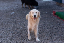 Harry tęskni za własnym kątem 💔 Łętkowice - zdjęcie 3