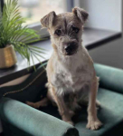 SKIPPER mały piesek szuka domu Białołęka - zdjęcie 3