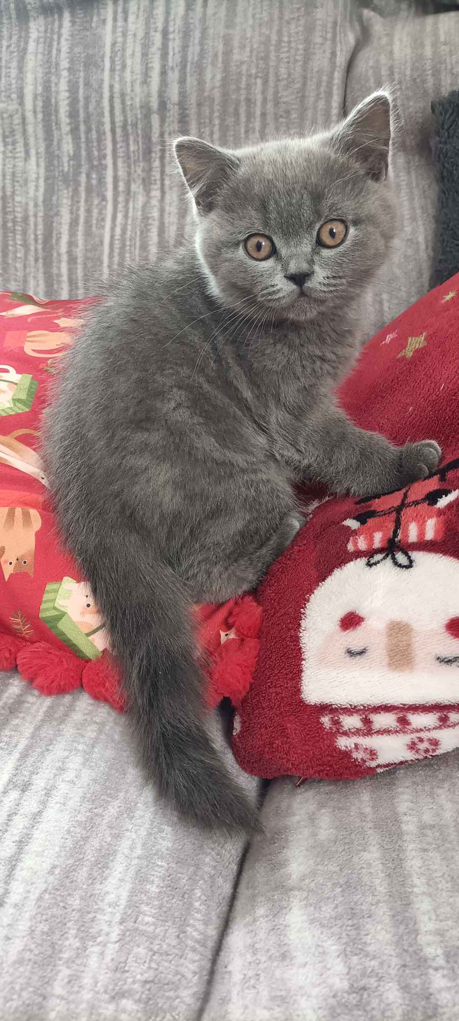 Kotek Brytyjski krótkowłosy niebieski (Lukier) Brwinów - zdjęcie 2