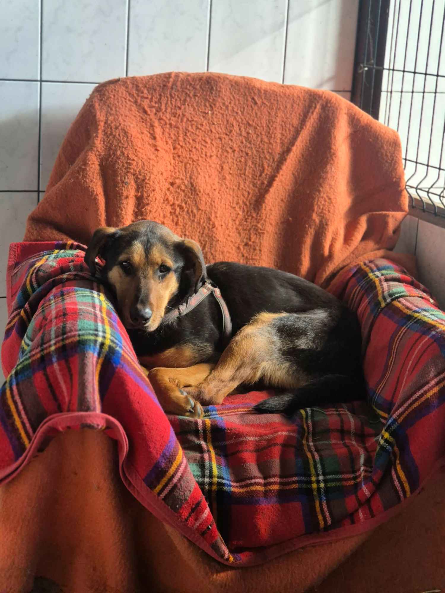 Felicja - psi anioł szuka domu na zawsze! Olsztyn - zdjęcie 2