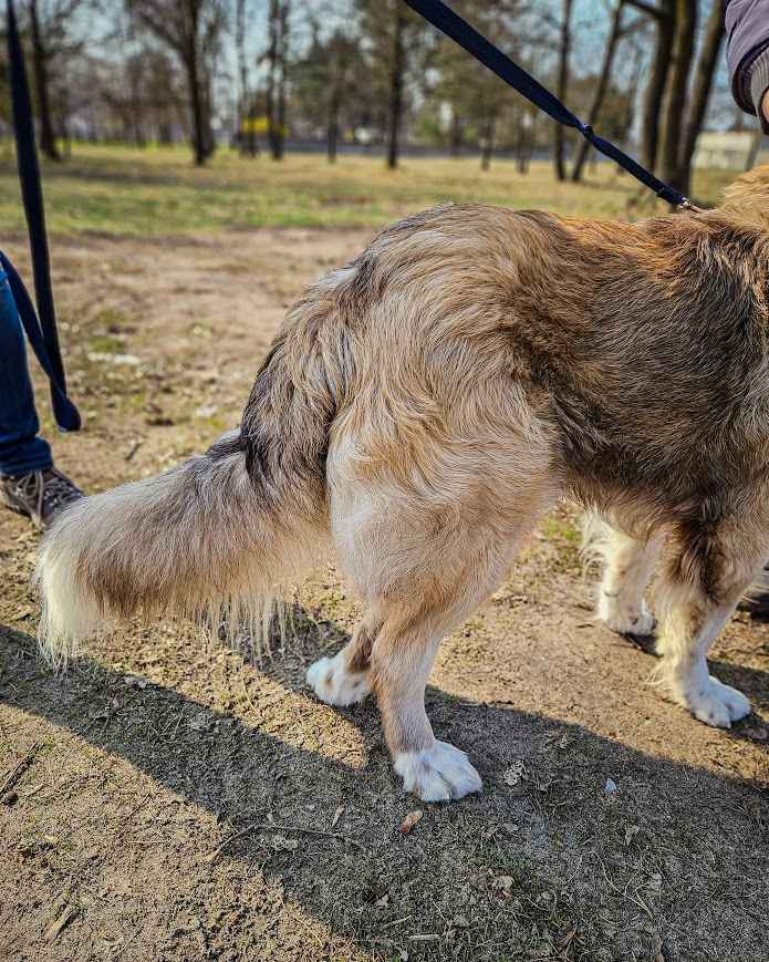 Cudowny, proludzki Rubin kompletnie nie radzi sobie w schronisku :( Rembertów - zdjęcie 4