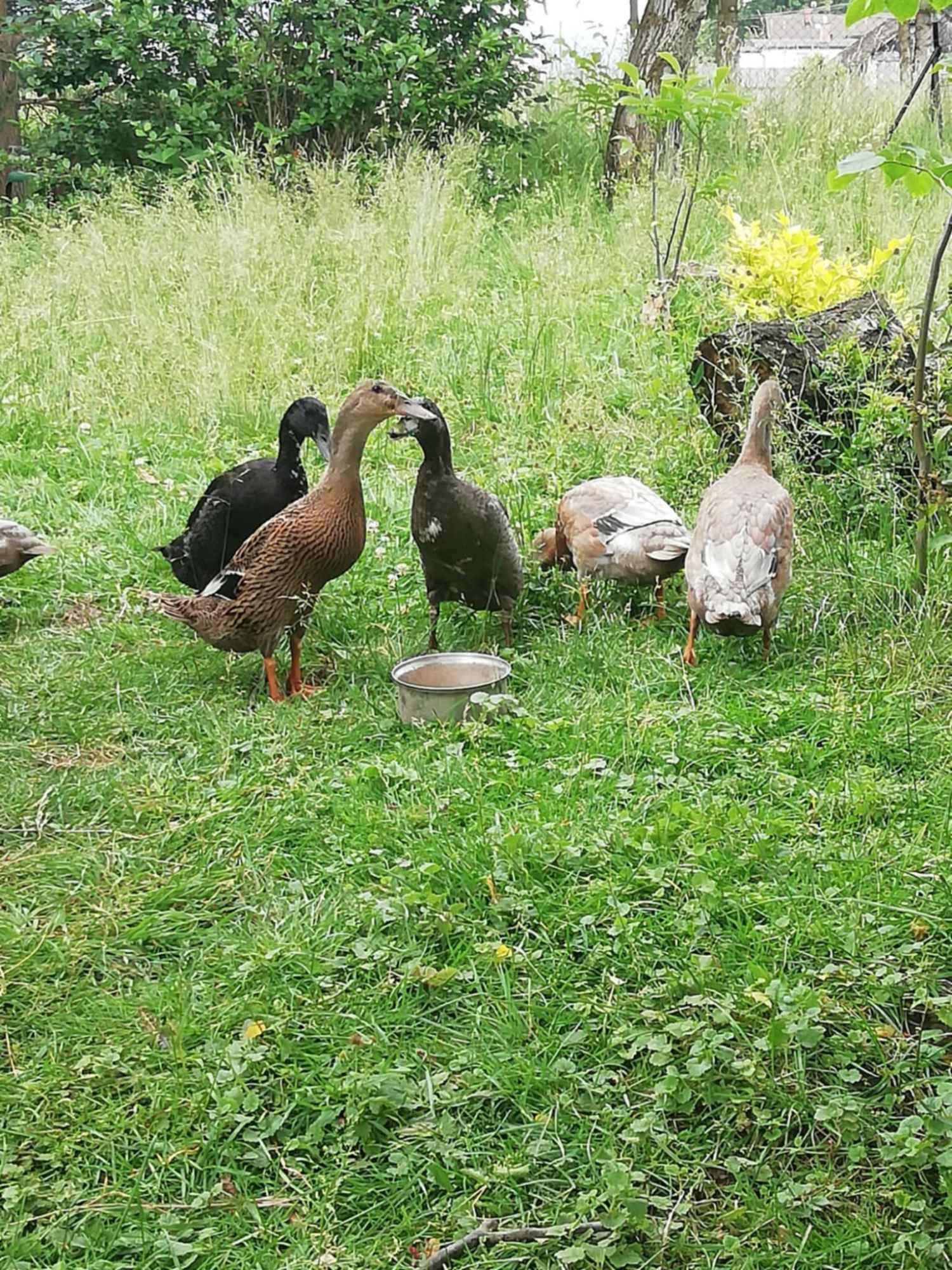 Sprzedam kaczki bieguski Górki Wielkie - zdjęcie 3