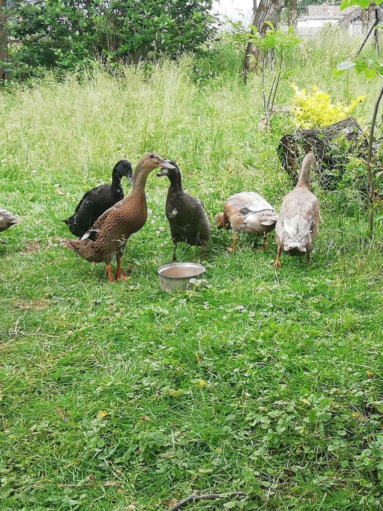 Sprzedam kaczki bieguski Górki Wielkie - zdjęcie 3