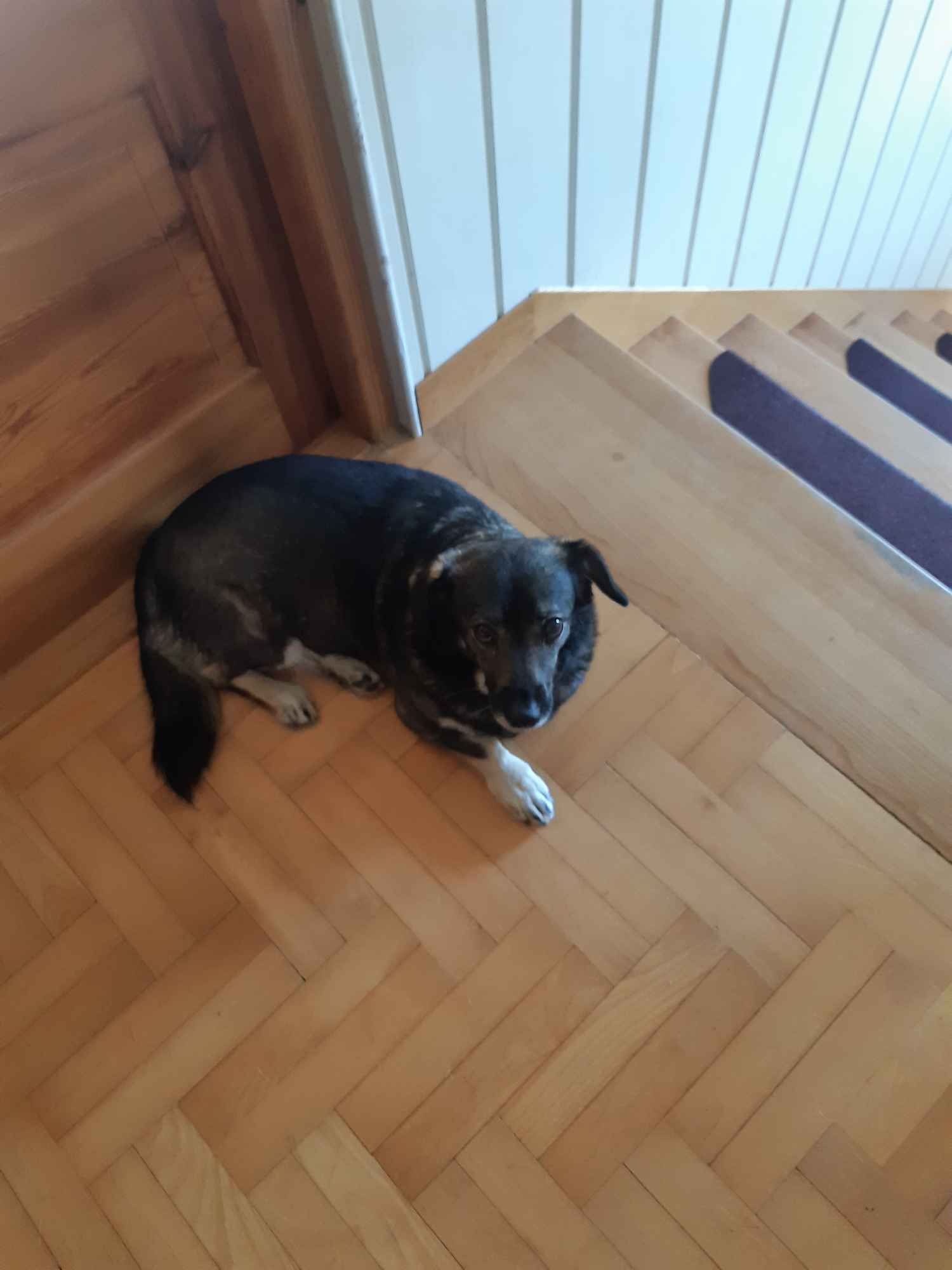 Oddam w dobre ręce. Lubartów - zdjęcie 2