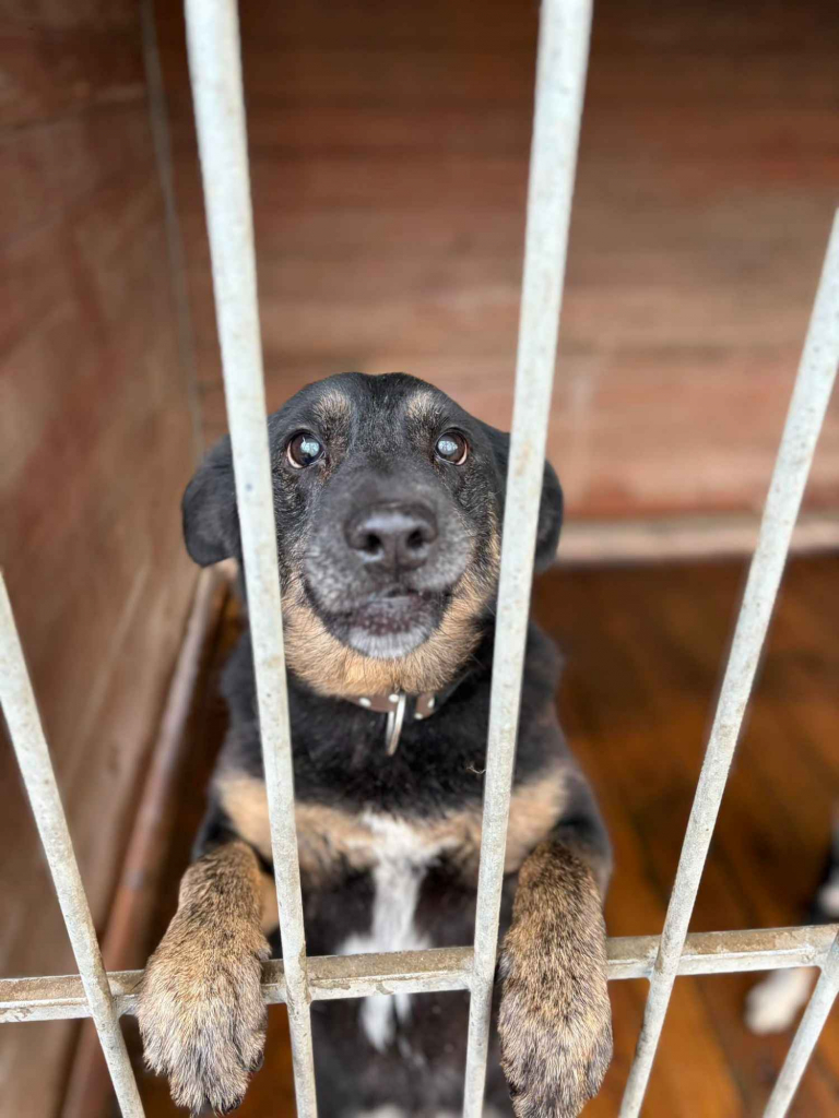 Fantastyczny Red szuka domu! Olsztyn - zdjęcie 1