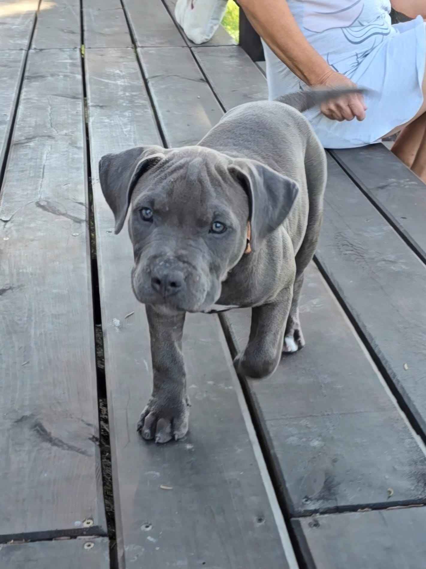 Blue Amstaff American Staffordshire Terrier Ludwin - zdjęcie 10