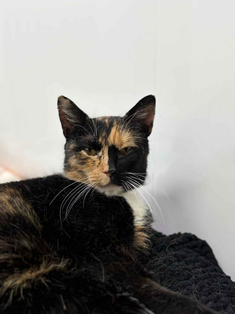 AMber - cudna szylkretka szuka domu! Olsztyn - zdjęcie 1