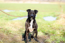 Czester – młody, przyjazny pies szuka domu!