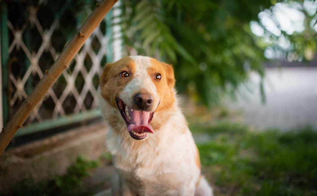 Borysek - anioł w łatki szuka kochającego domu! Olsztyn - zdjęcie 6