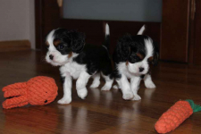 Szczeniaki pieski Cavalier King Charles Spaniel ZKwP FCI Częstochowa - zdjęcie 4