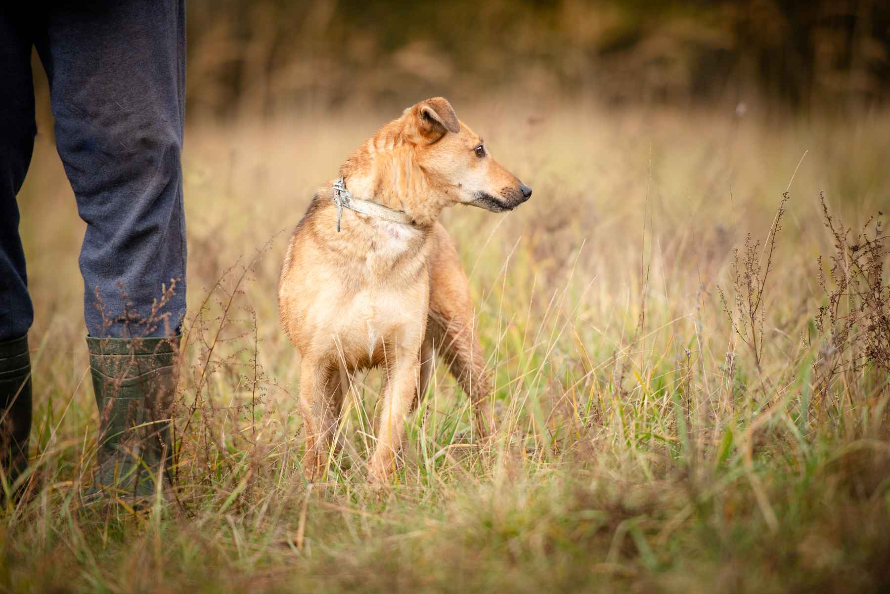 Snikers - kot w ciele psa szuka domu! Olsztyn - zdjęcie 4