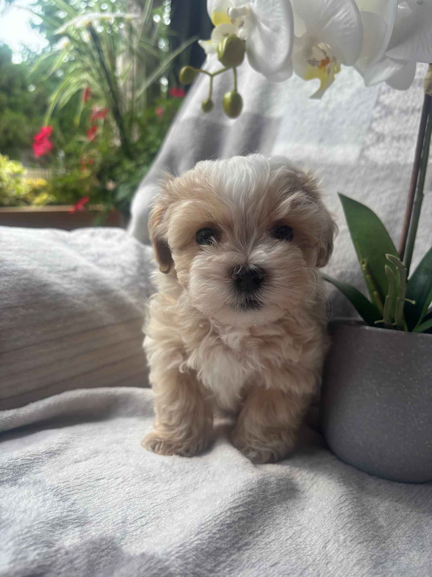 Maltipoo pies F1 Częstochowa - zdjęcie 1