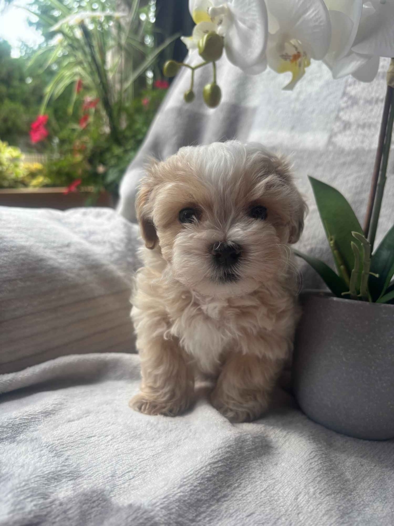 Maltipoo pies F1 Częstochowa - zdjęcie 1