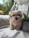 Maltipoo pies F1