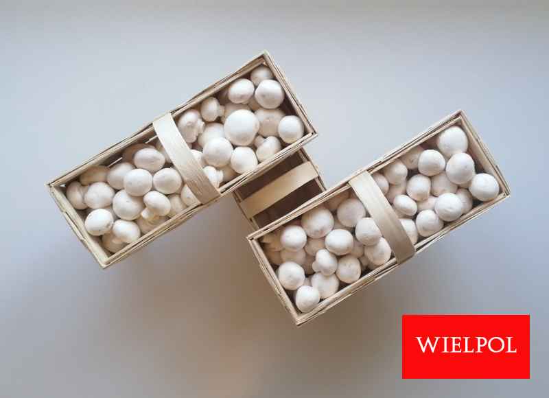 Opakowania do białych pieczarek / białej pieczarki Wielichowo - zdjęcie 2