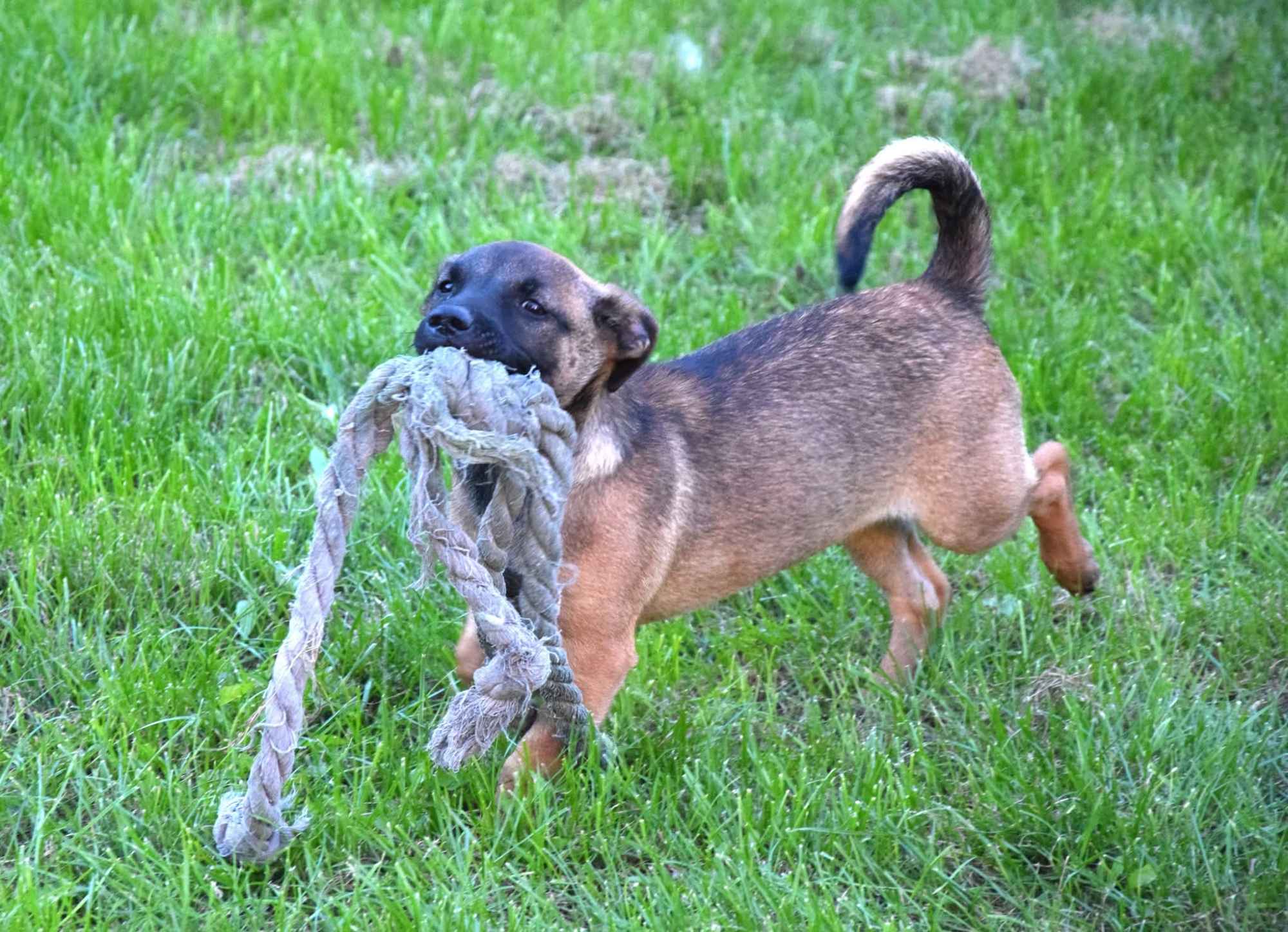 5 miesięczna Tina szczeniak szuka domu! Olsztyn - zdjęcie 3