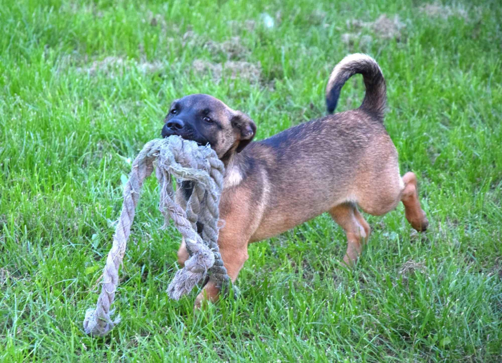 5 miesięczna Tina szczeniak szuka domu! Olsztyn - zdjęcie 3