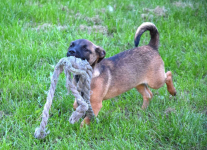 5 miesięczna Tina szczeniak szuka domu! Olsztyn - zdjęcie 3