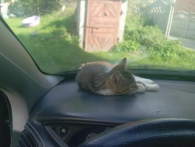 Sprzedam auto Sandomierz - zdjęcie 1