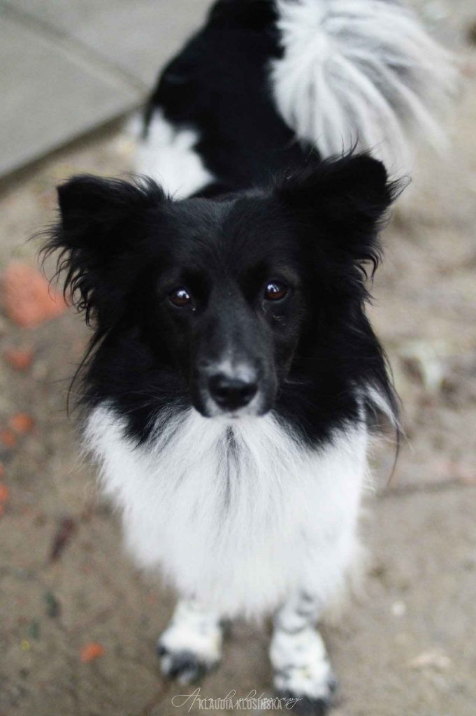 Pędzel - przecudny, niewielki psiak szuka domu! Olsztyn - zdjęcie 1